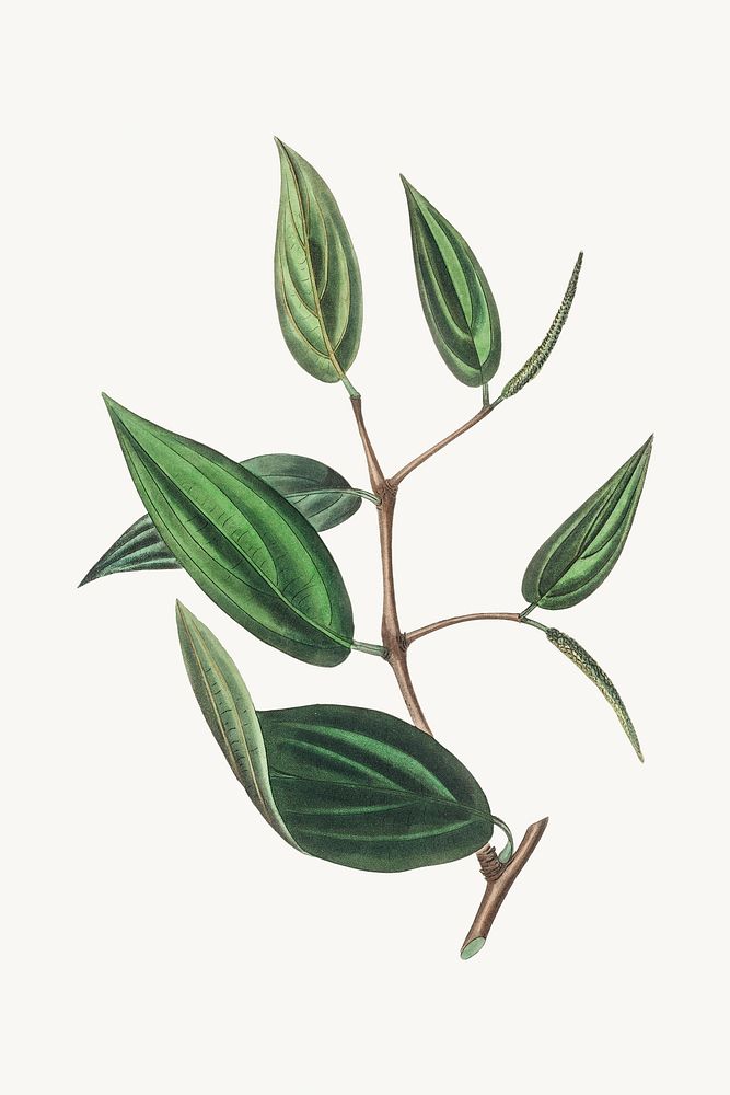 Botanical piper cubeba plant illustration