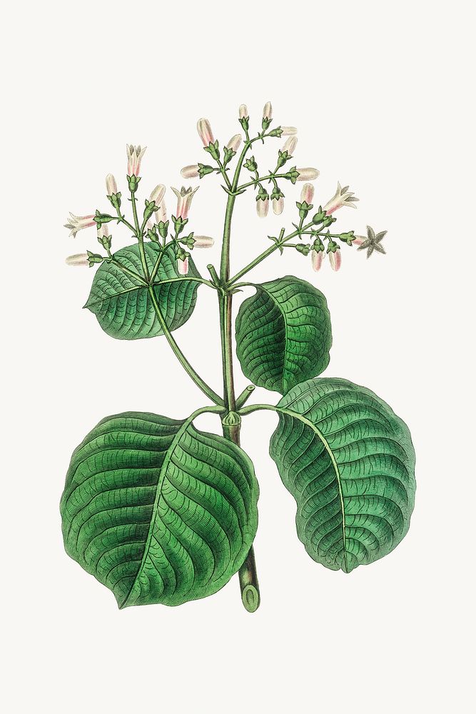 Botanical cartagena bark plant illustration