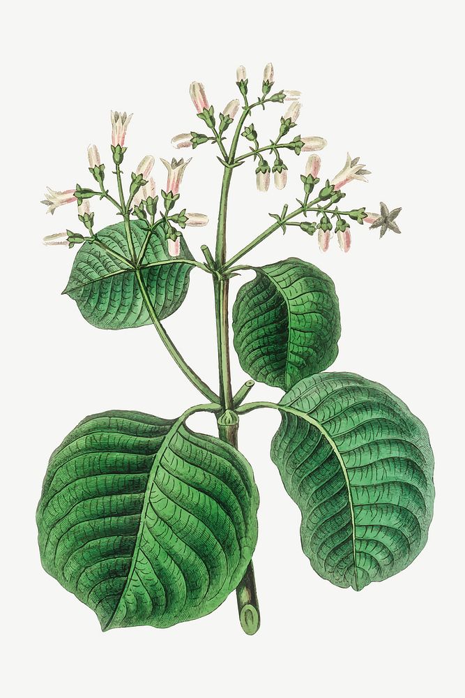 Vector botanical cartagena bark leaf illustrations