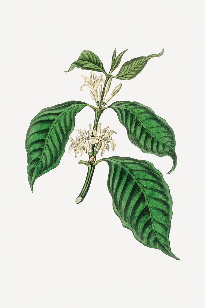 Botanical coffe arabica plant illustration