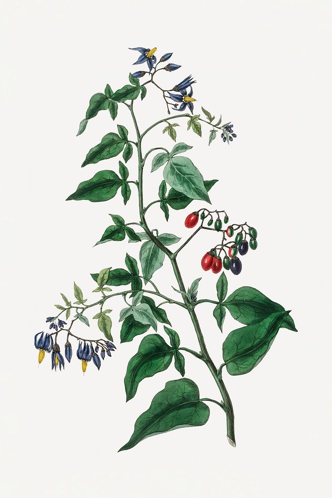 Botanical bittersweet medicinal psd vintage plant sketch