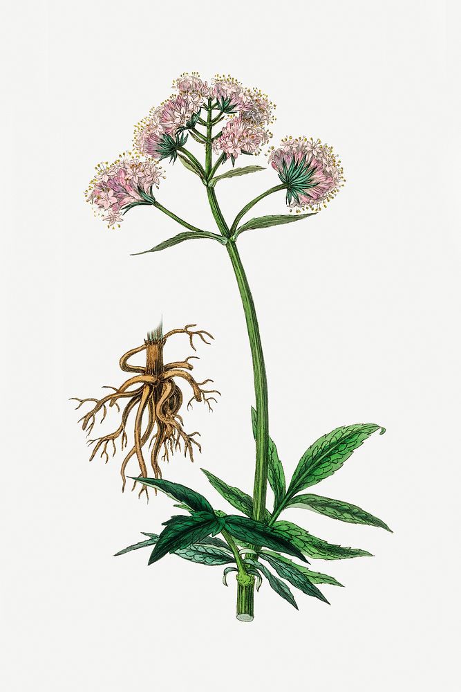 Botanical green valerian plant illustration