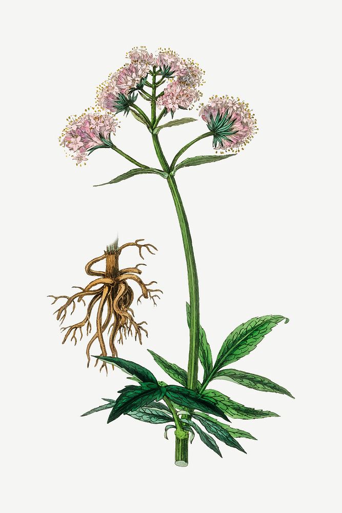 Vector botanical valerian flower illustrations