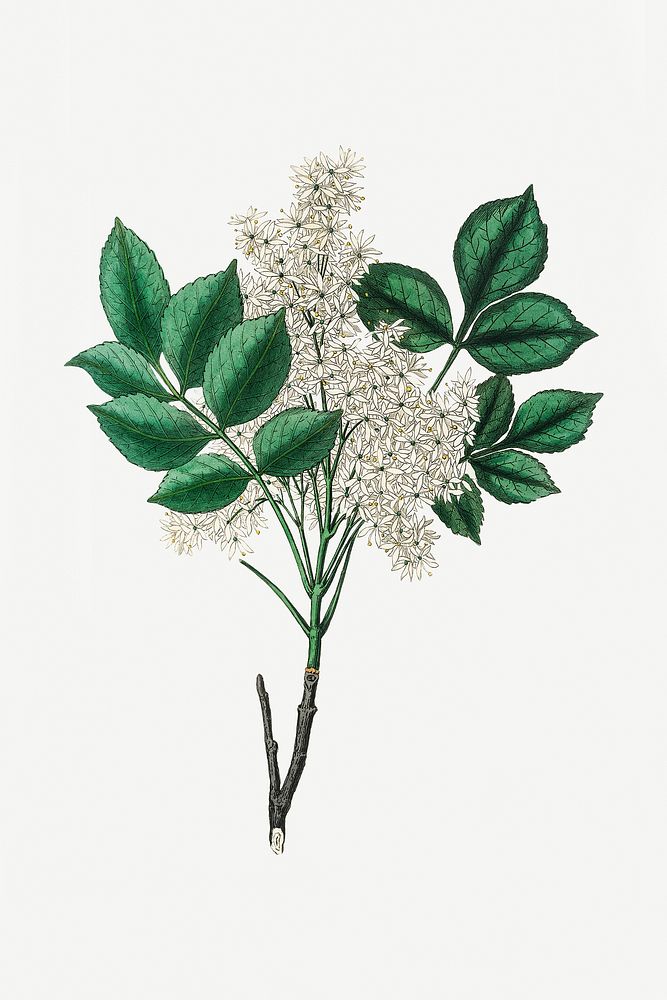 Botanical manna ash plant illustration