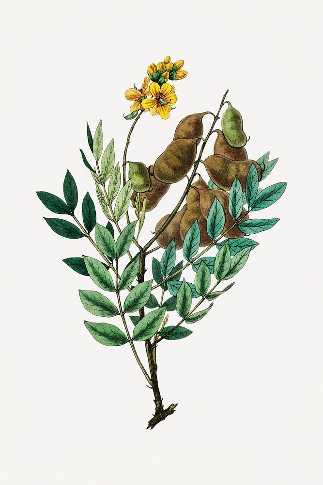 Botanical psd senna plant vintage sketch