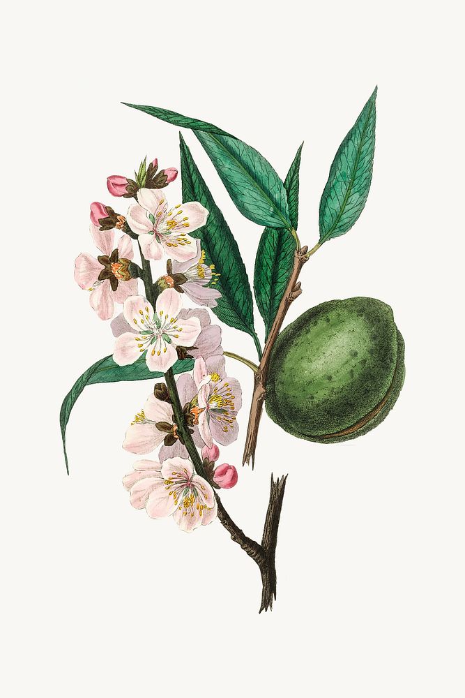 Botanical almond vintage plant illustration