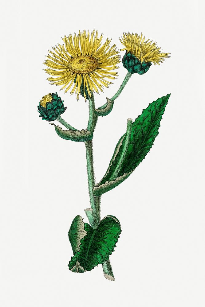 Botanical elecampane vintage plant illustration