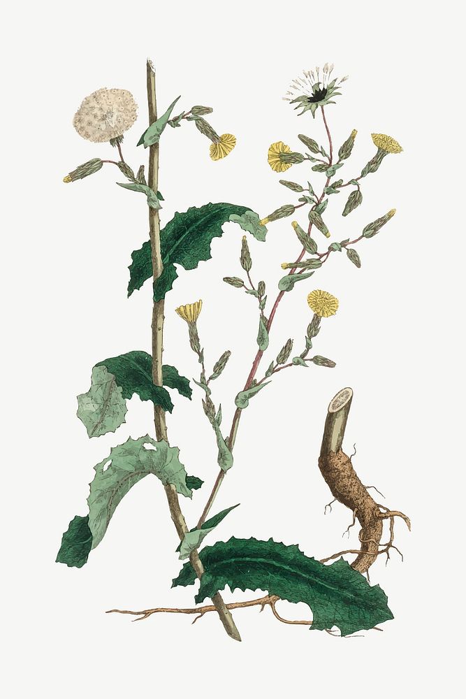 Vector botanical wild lettuce plant illustrations