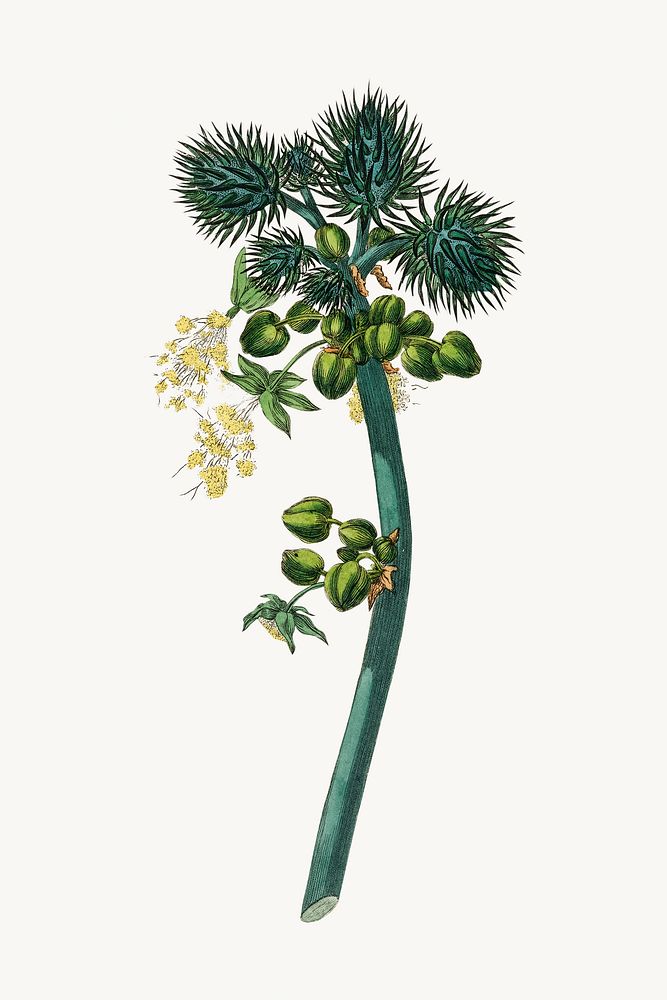 Medical botanical castor oil plant illustration