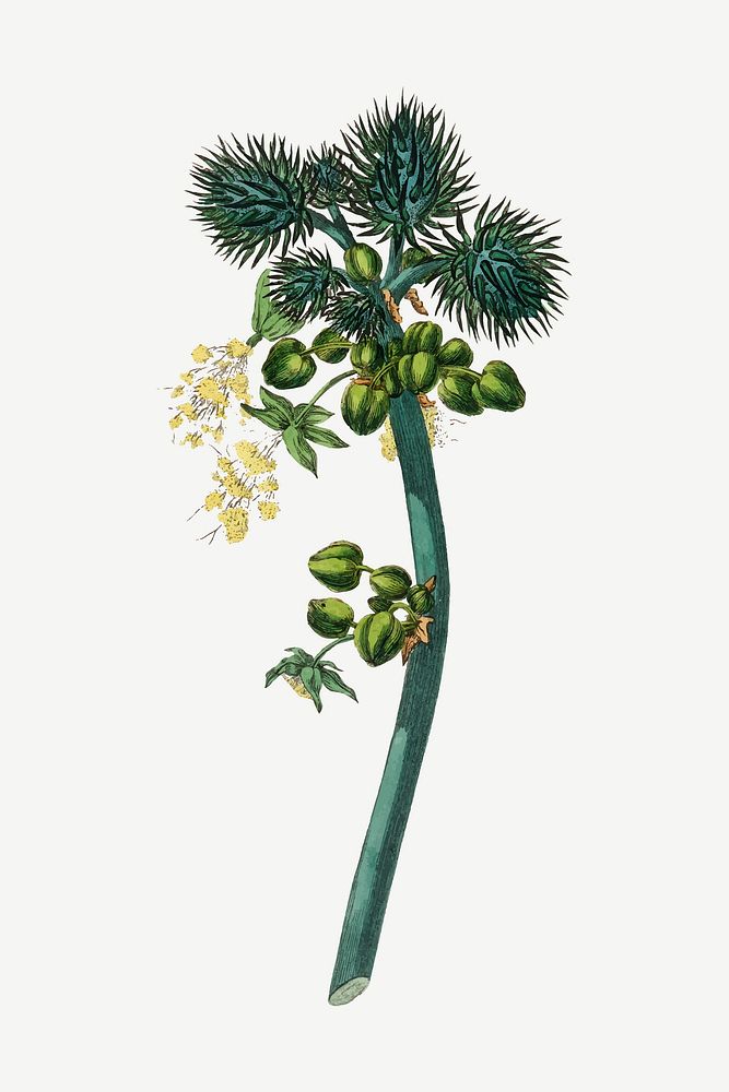 Vector botanical castor oil plant illustrations