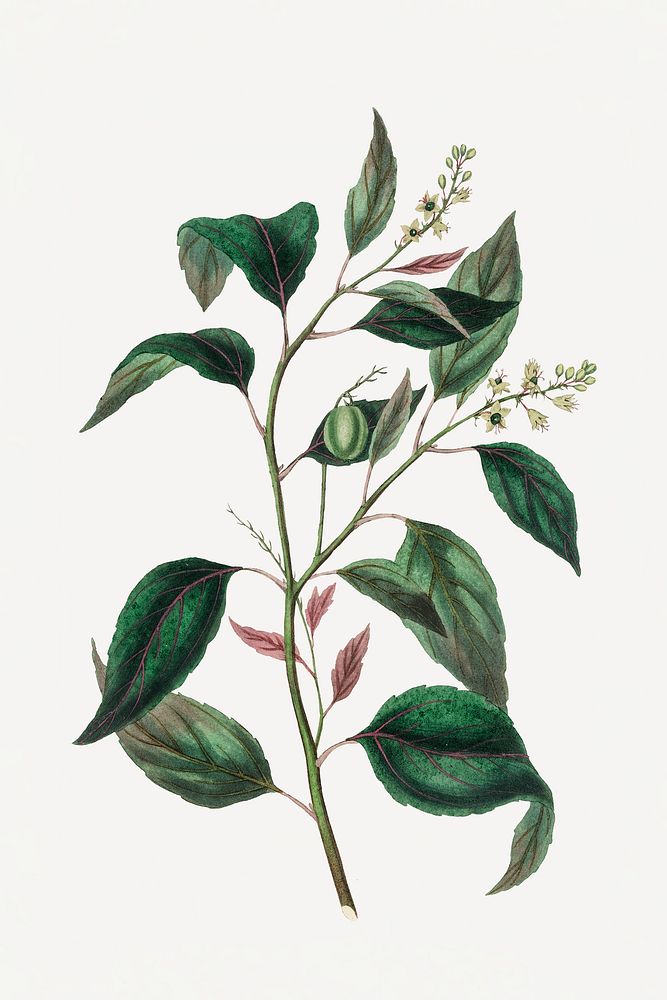 Botanical purging croton plant illustration