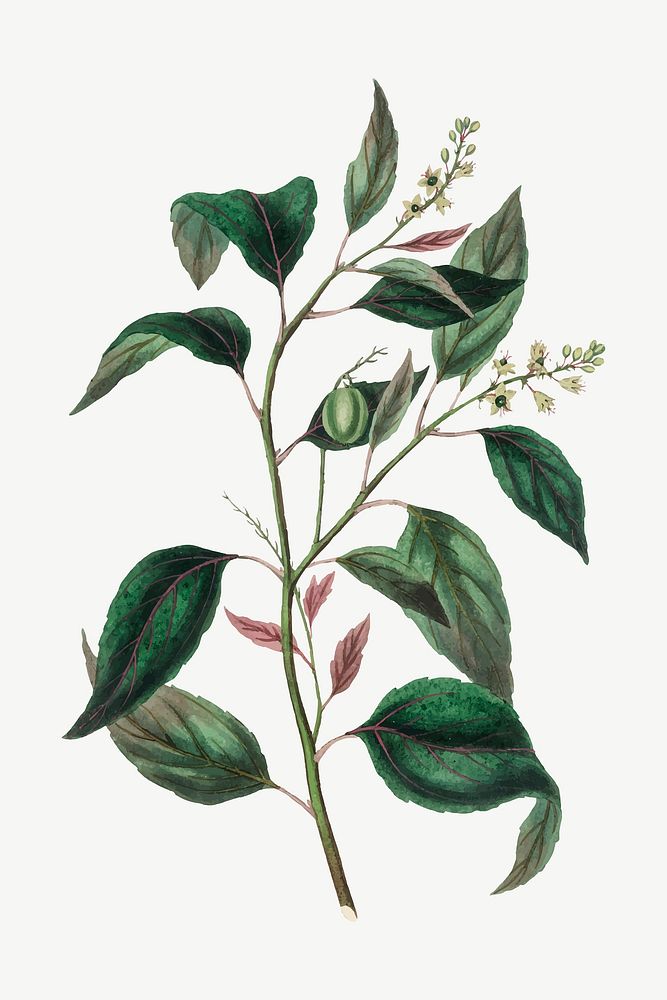 Medical botanical vector purging croton plant illustration