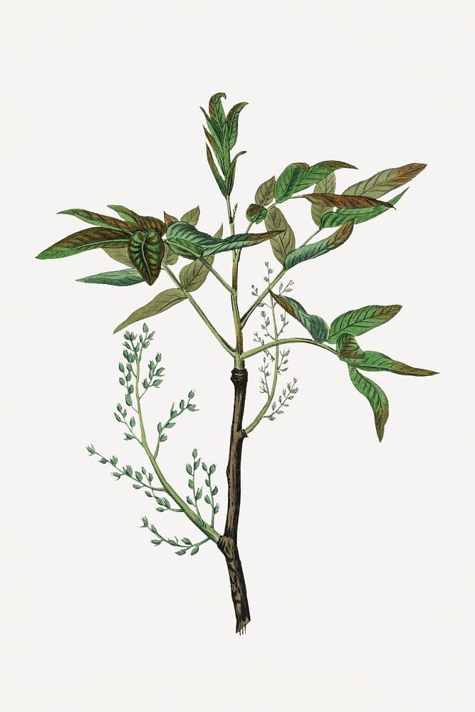 Botanical terebinth vintage plant illustration