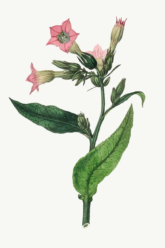 Vector botanical nicotiana tabacum flower illustrations