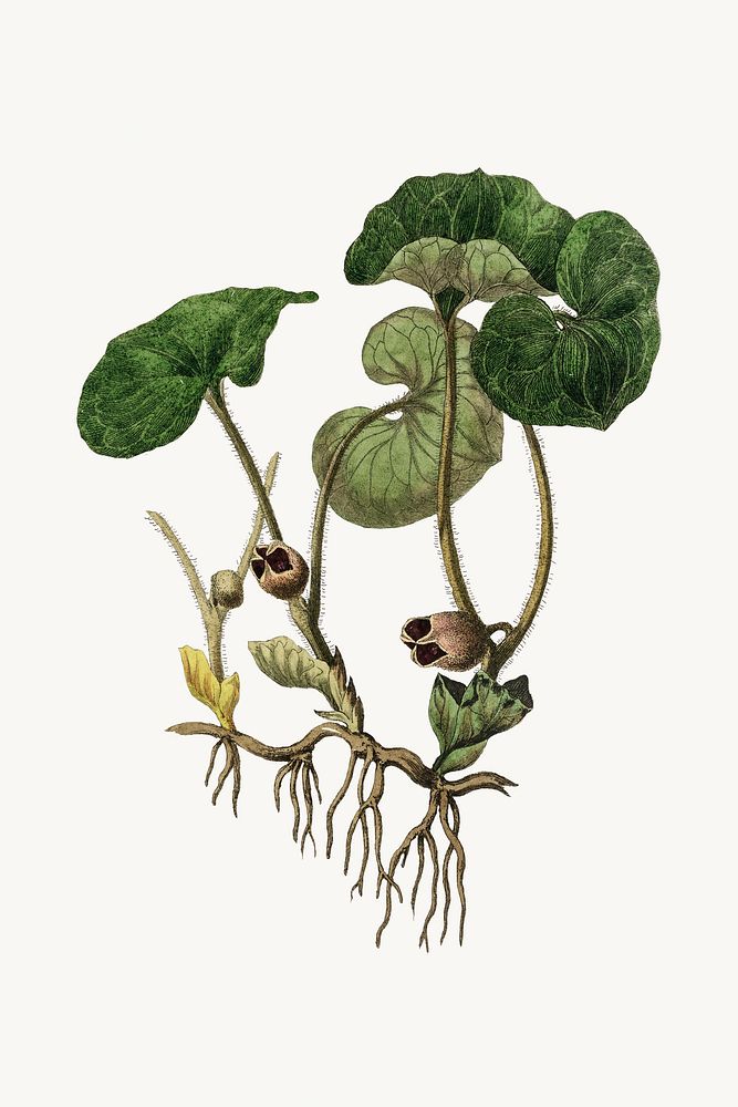 Botanical European wild ginger plant illustration