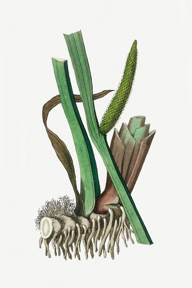 Botanical sweet flag plant illustration