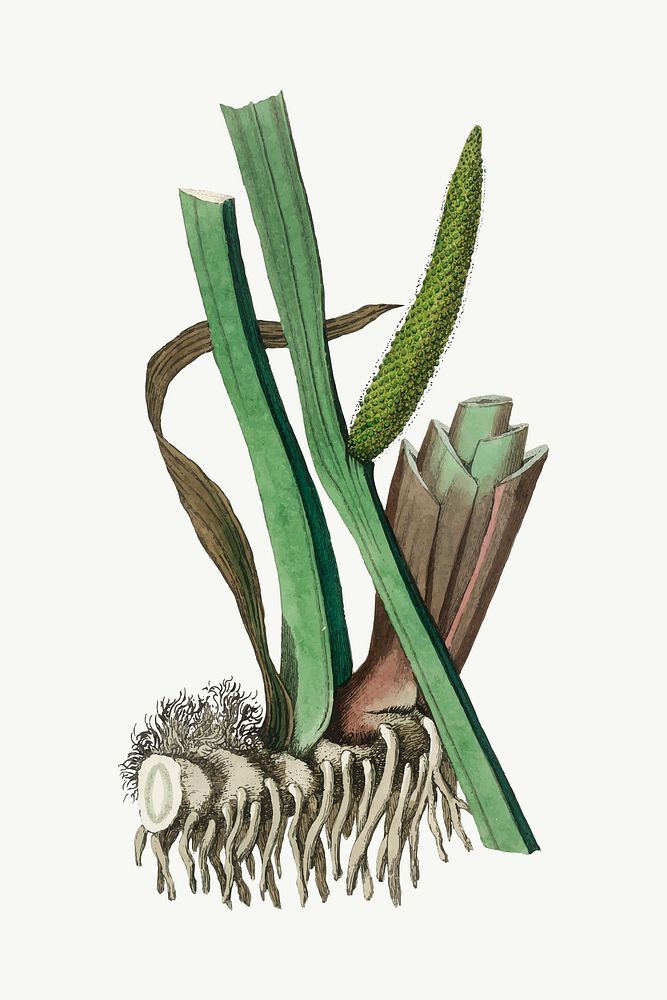 Vector botanical sweet flag plant illustrations