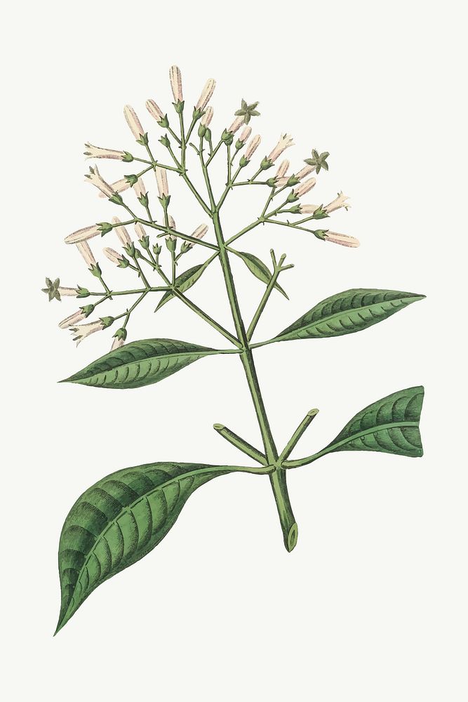 Vector botanical quinine bark flower illustrations