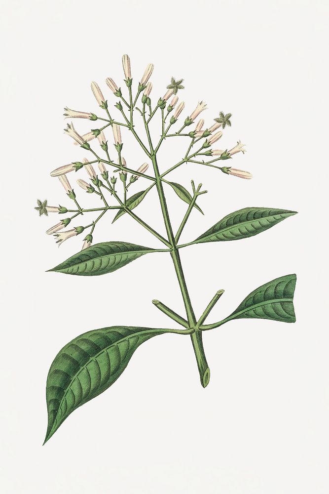 Botanical quinine bark plant illustrations