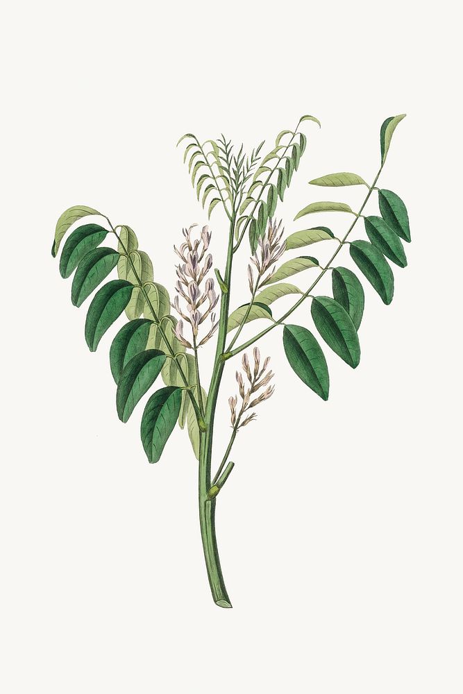 Botanical psd liquorice plant vintage sketch