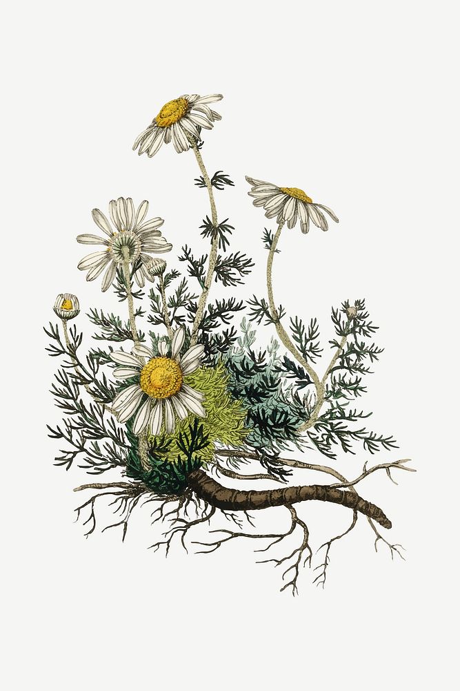 Vector botanical chamomile plant illustrations