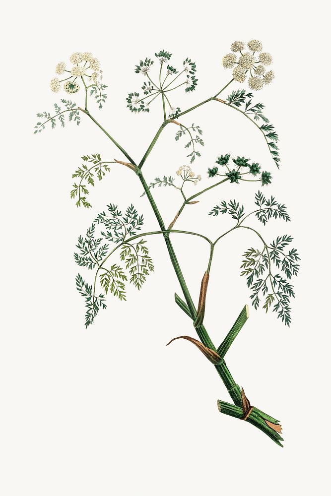 Botanical psd phellandrium plant vintage sketch