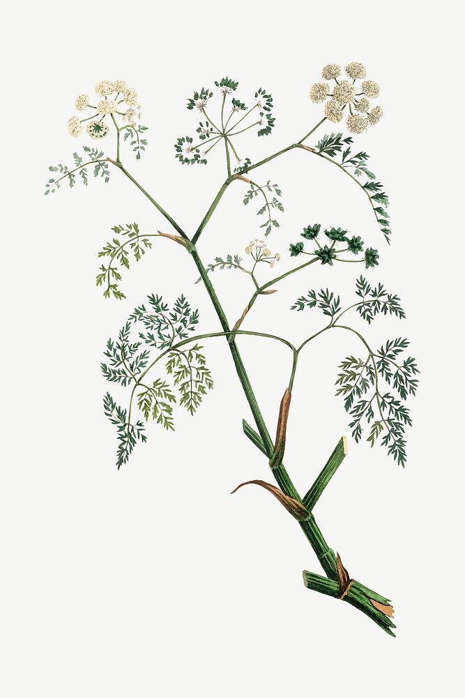Vector botanical phellandrium aguaticum stem illustrations