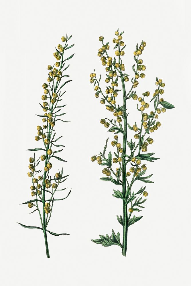 Botanical artemesia vintage plant illustration