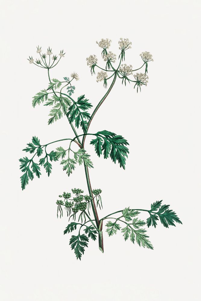 Botanical poison parsley plant illustration