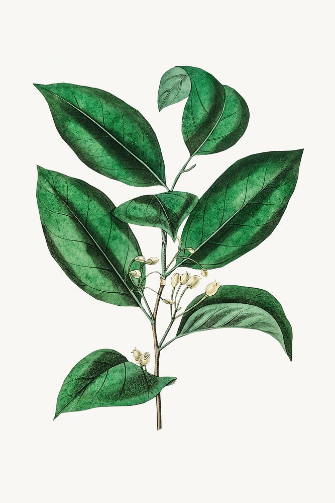 Botanical nutmeg vintage plant illustration
