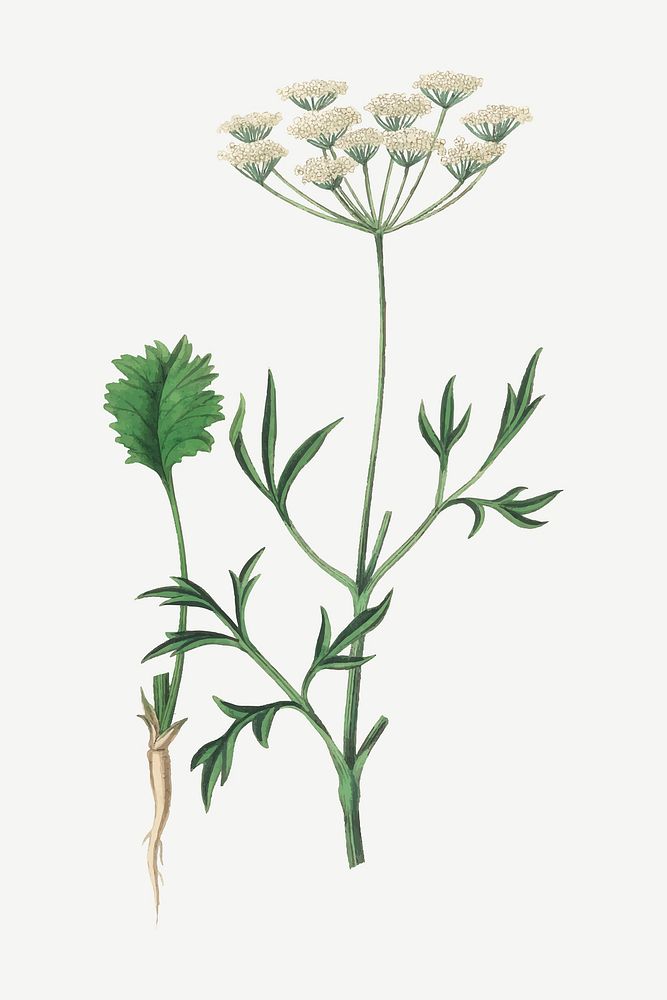 Vector botanical aniseed flower illustrations