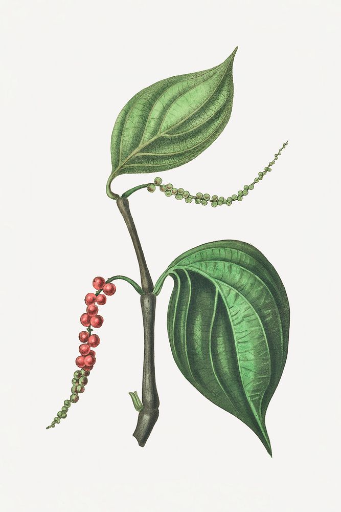 Botanical black pepper plant illustration
