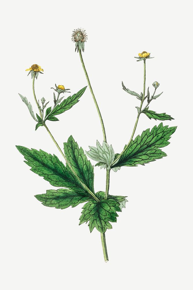 Vector botanical wood avens flower illustrations