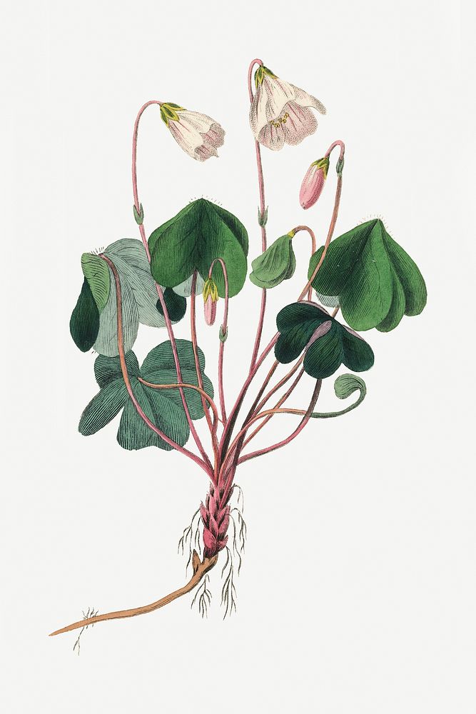 Botanical wood sorrel plant illustration