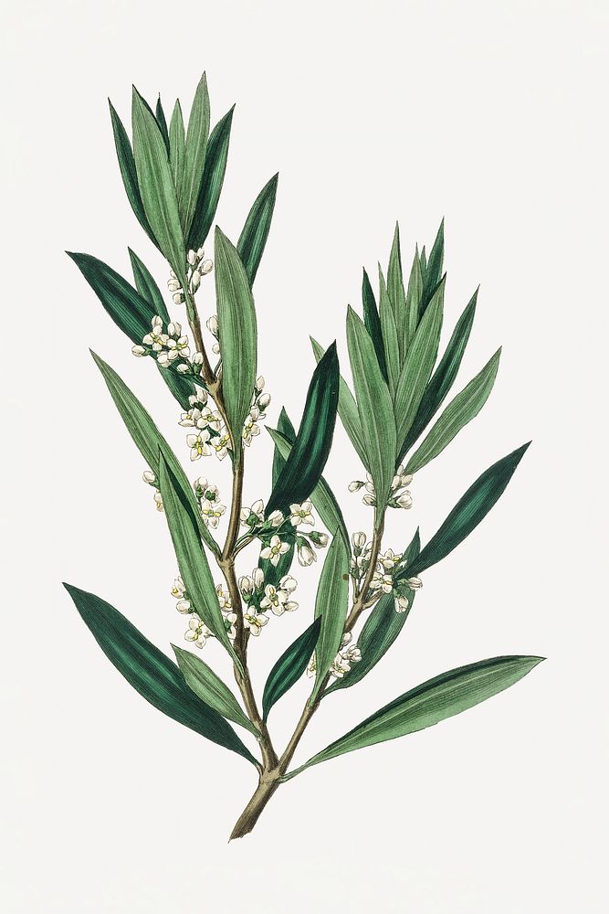 Botanical olive branch vintage illustration