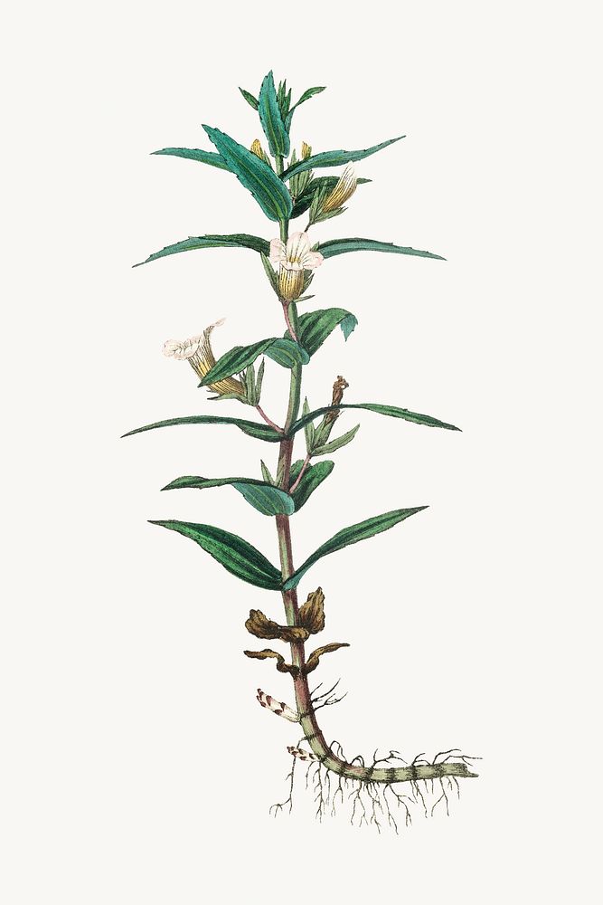 Vintage medicinal gratiole psd plant sketch