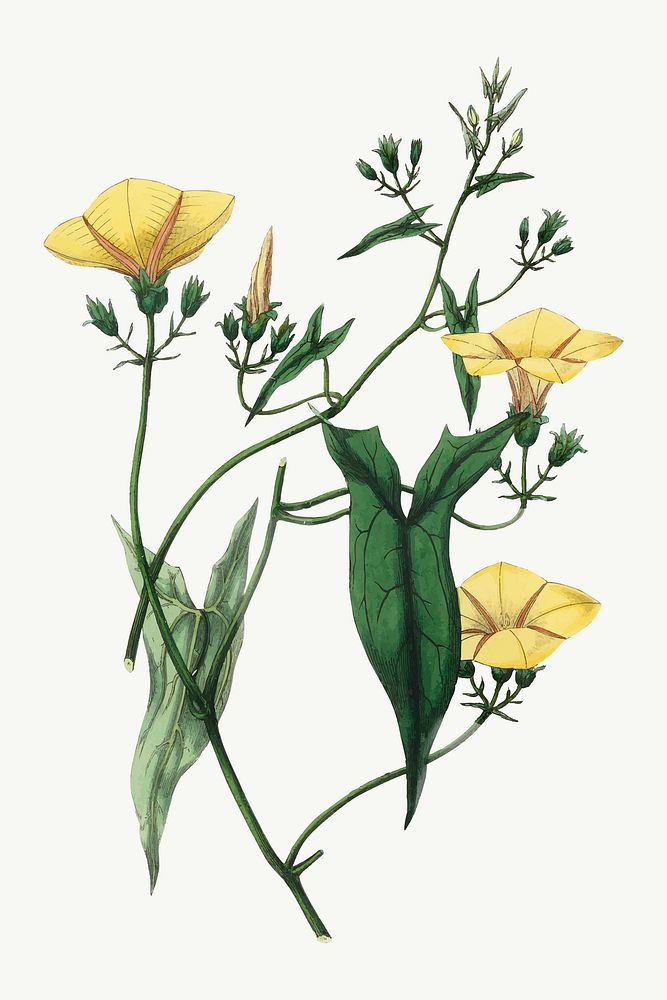 Vector botanical scammony flower illustrations