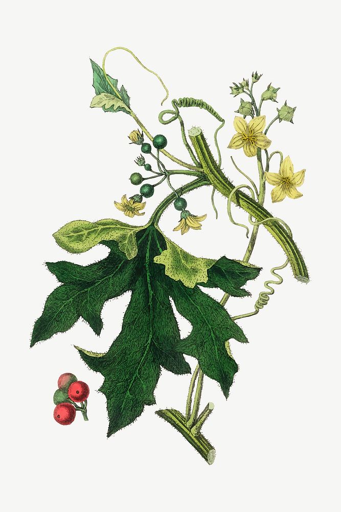 Vector botanical english mandrake flower and leafs illustrations