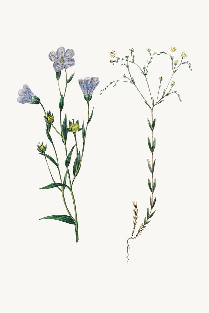 Botanical psd flax plant vintage sketch