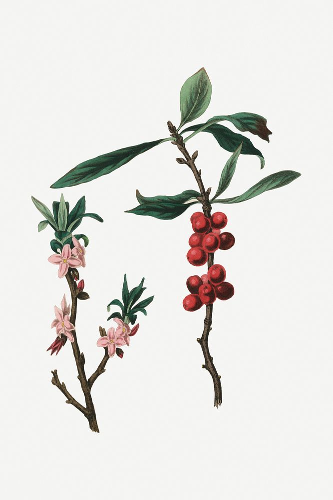 Botanical February daphne plant illustrations