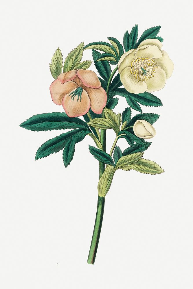 Botanical hellebore vintage plant illustration