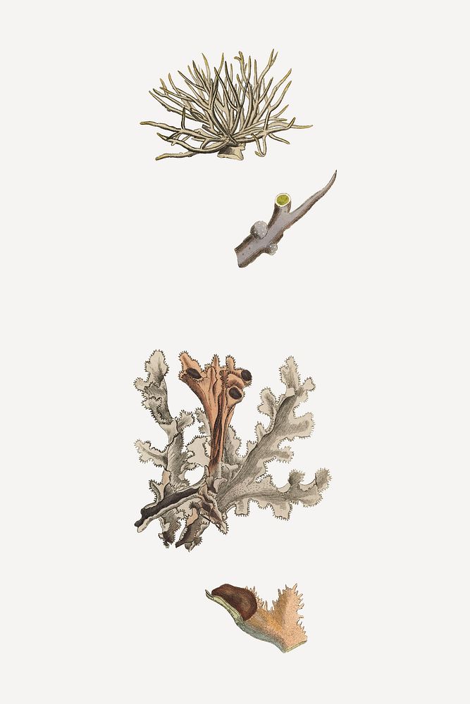 Botanical Iceland moss plant illustrations