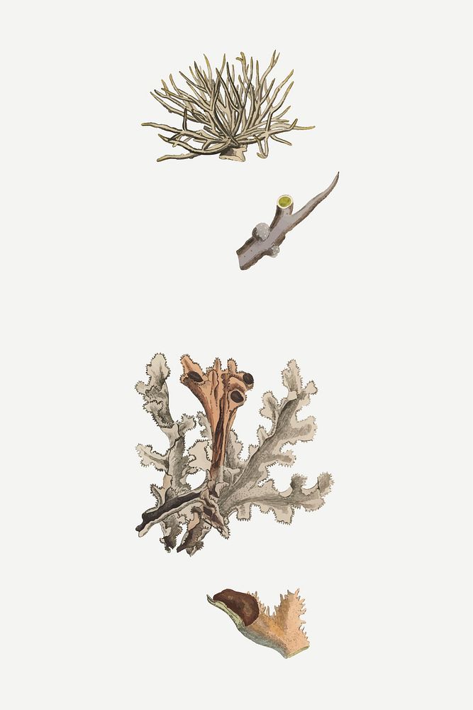 Vector botanical Iceland moss plant illustrations