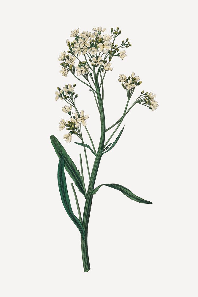 Botanical horseradish vintage plant illustration