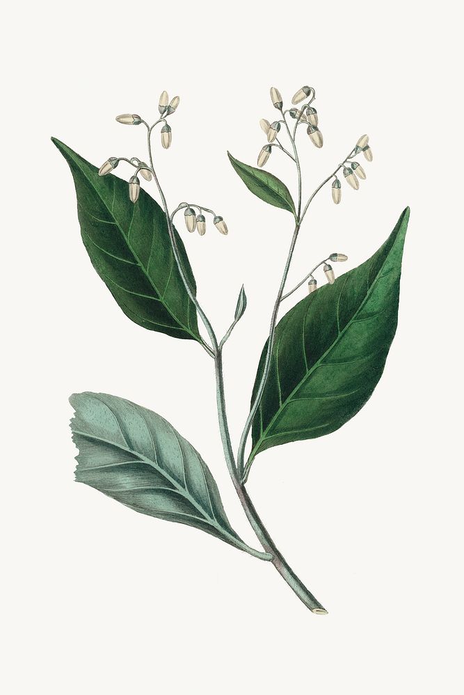 Botanical gum benjamin tree illustration