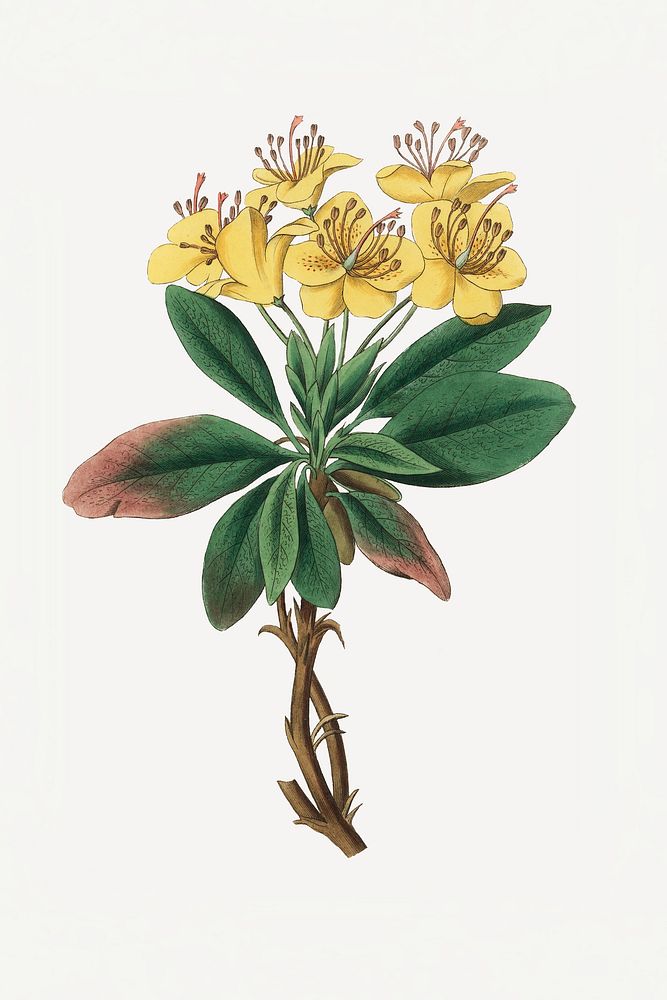 Styrax benzoin medicinal psd botany vintage illustration