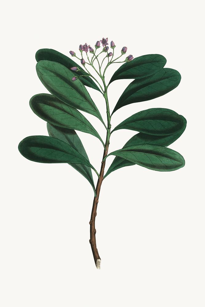 Botanical cinnamon bark plant illustration