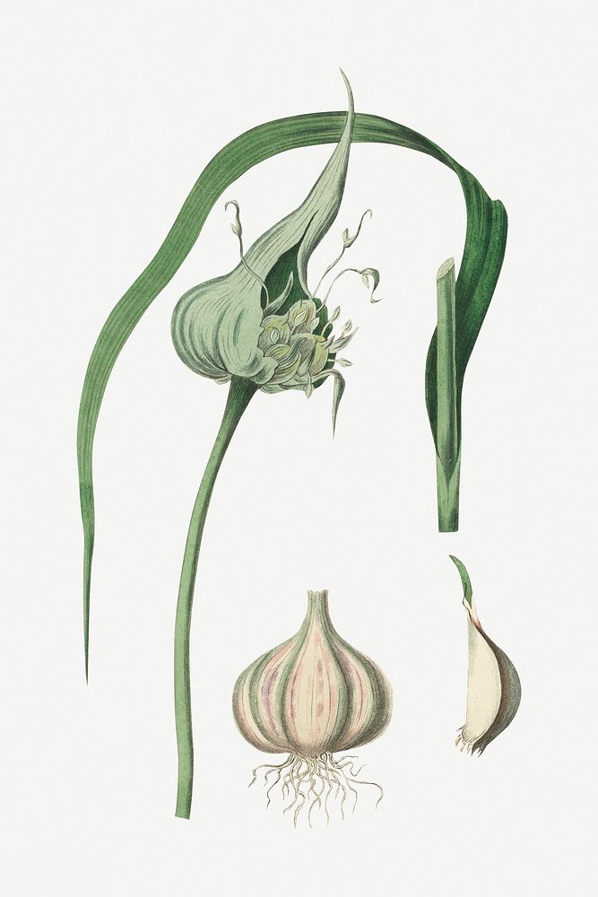 Botanical garlic vintage plant illustration