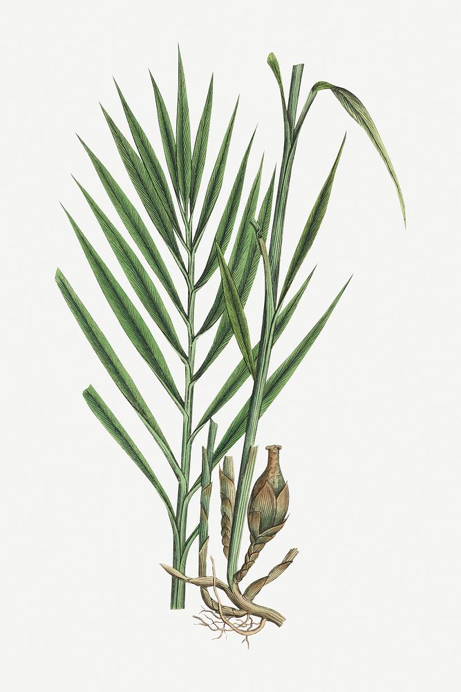 Medical botanical vector amomum plant illustration