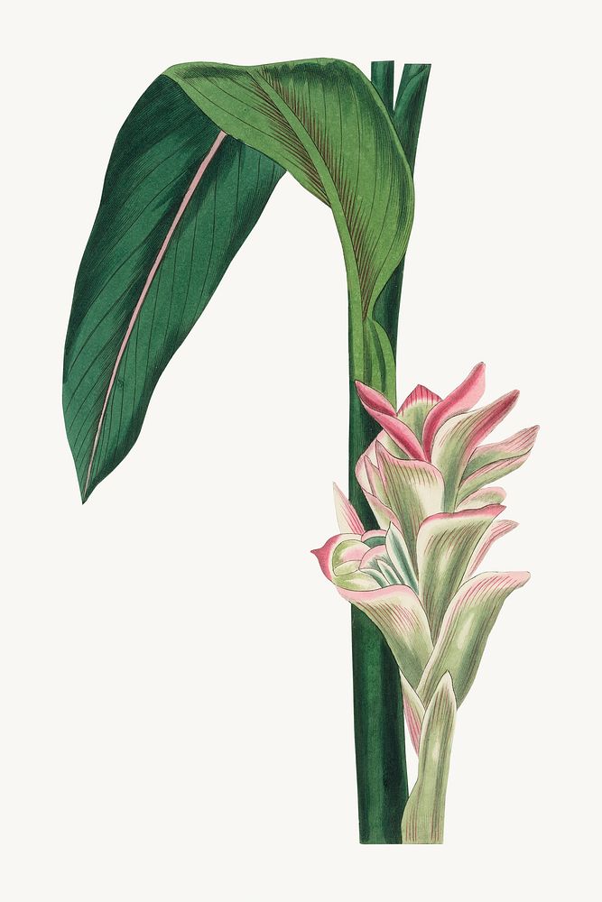 Botanical white turmeric plant illustration
